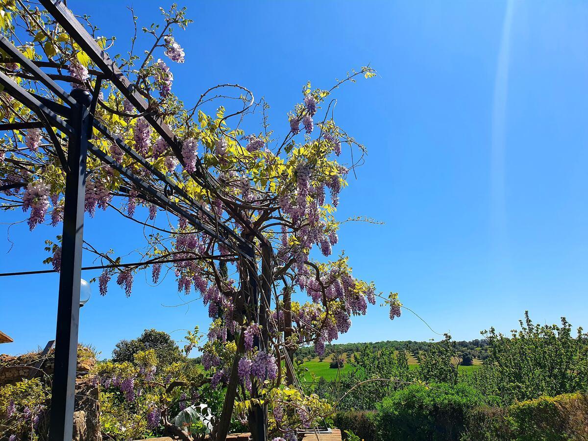 Residenza Santa Maria In Borraccia Bed and Breakfast Magliano in Toscana Eksteriør billede